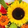 amy_carman